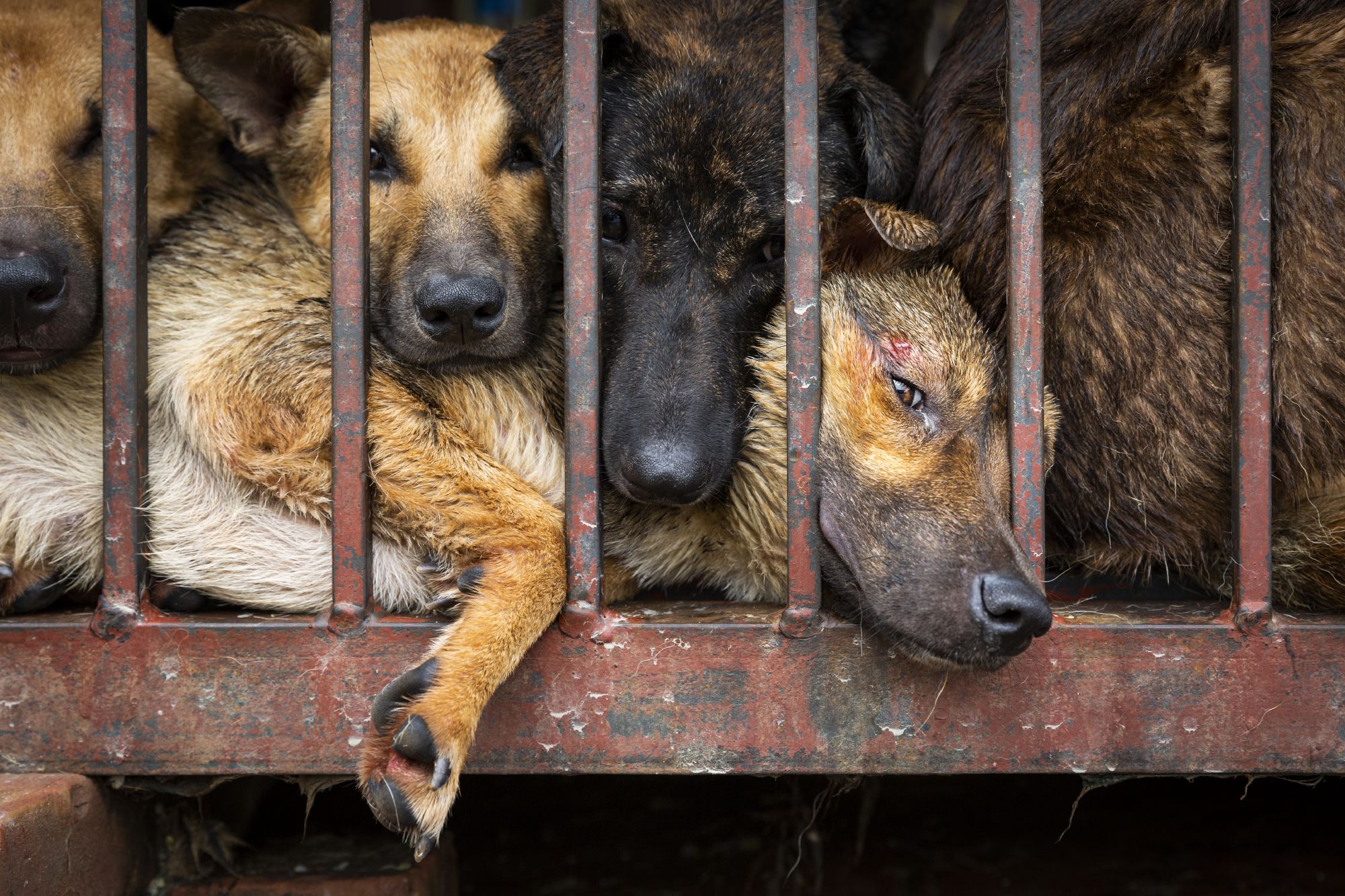 End the dog and cat meat trade in Southeast Asia Four Paws